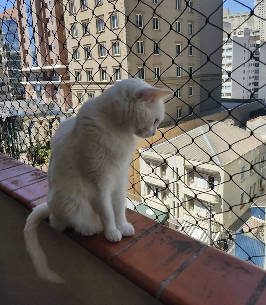 Gato branco protegido por rede de proteção em sacada com vista para a cidade