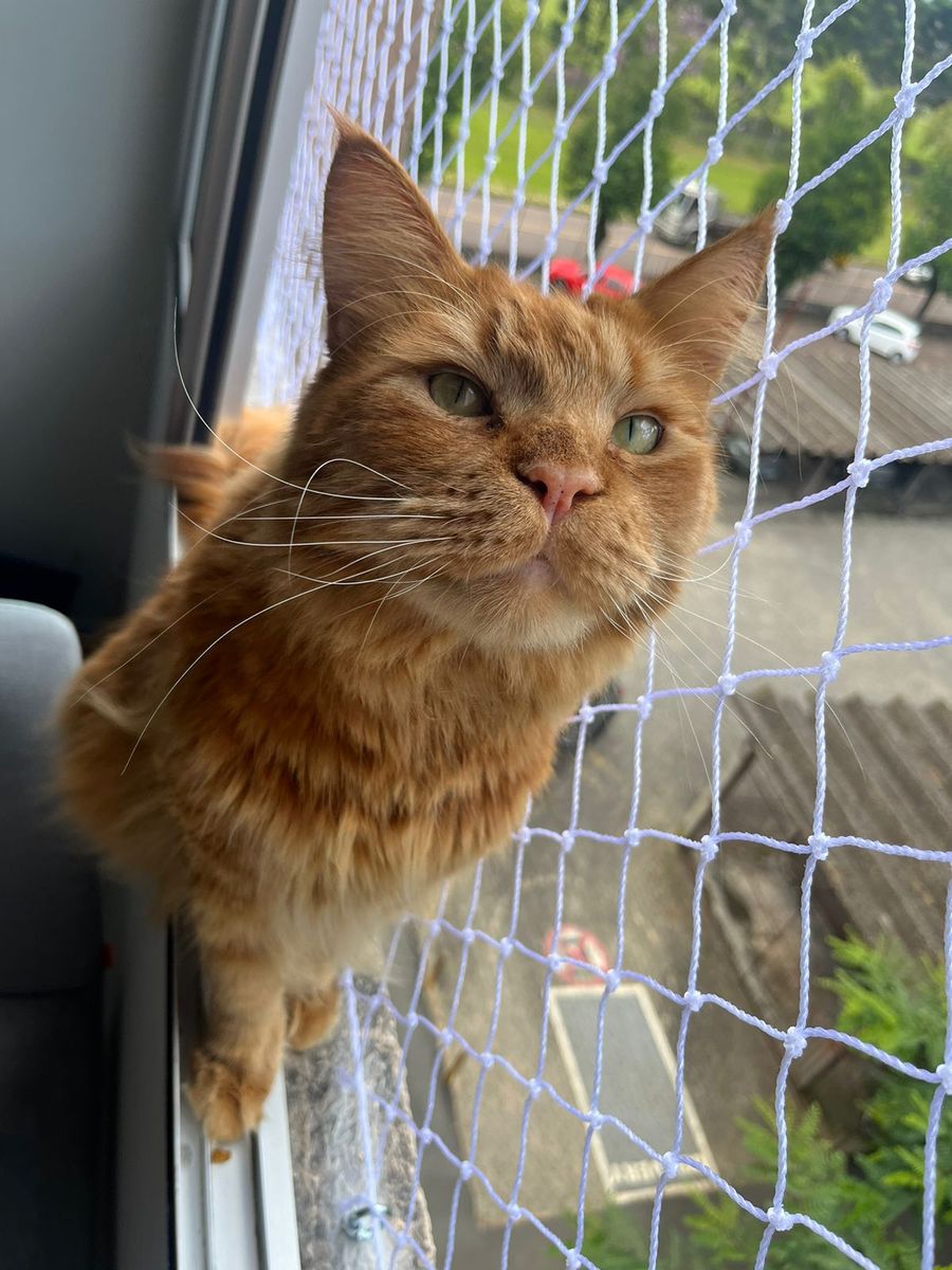 Gato ruivo próximo a janela protegida por rede de proteção